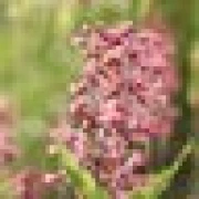 Göz Alıcı Çiçekler Teması